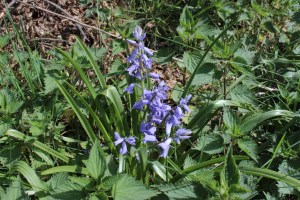 hyacinthus orientalis (3) (1600 x 1067)